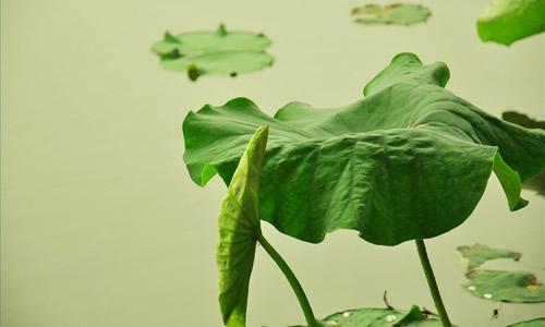 小学作文《夏》怎么写？描写夏天的好词、好句、好段